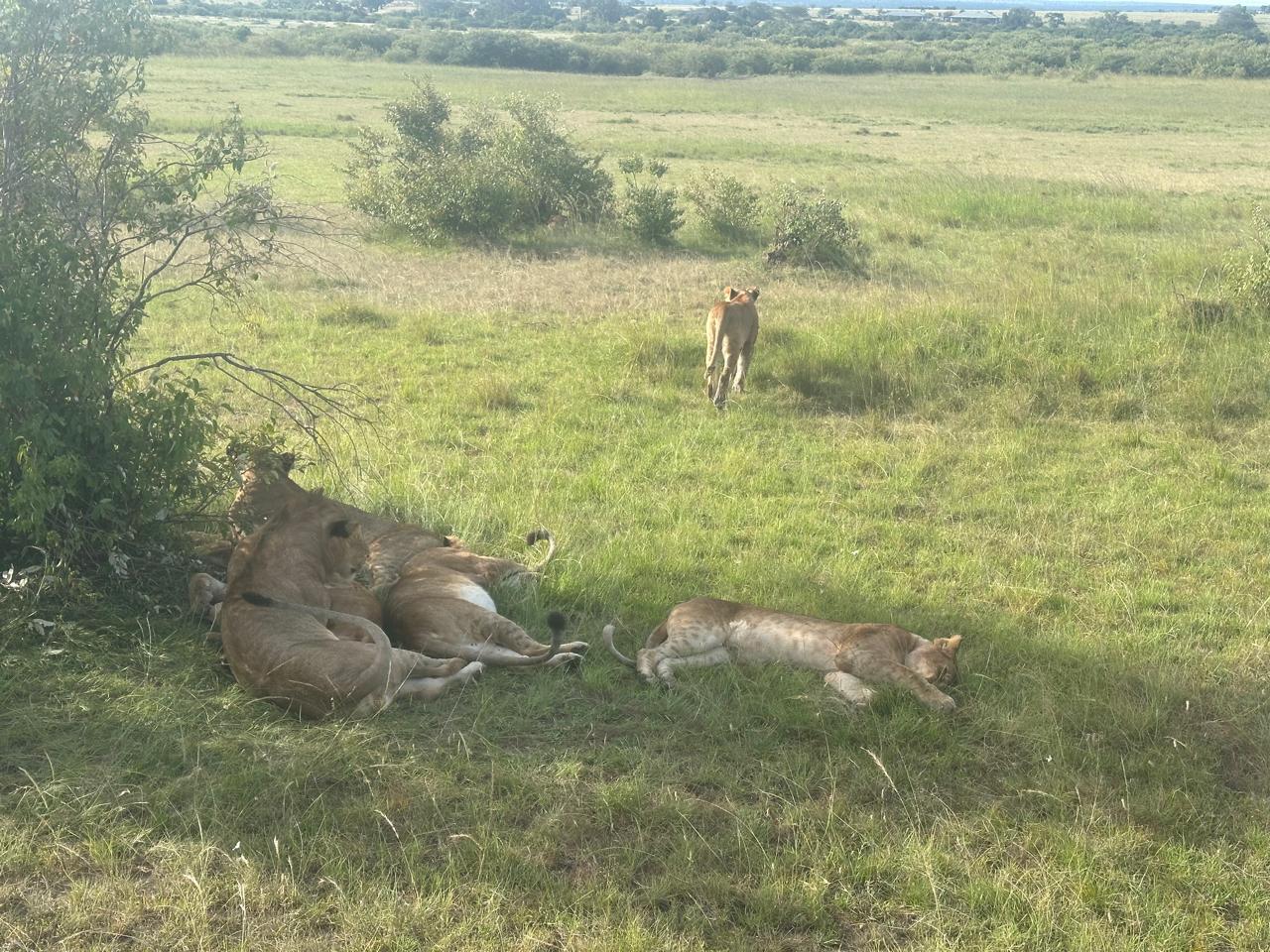 Trustage team 8 Mara Safari April 2026